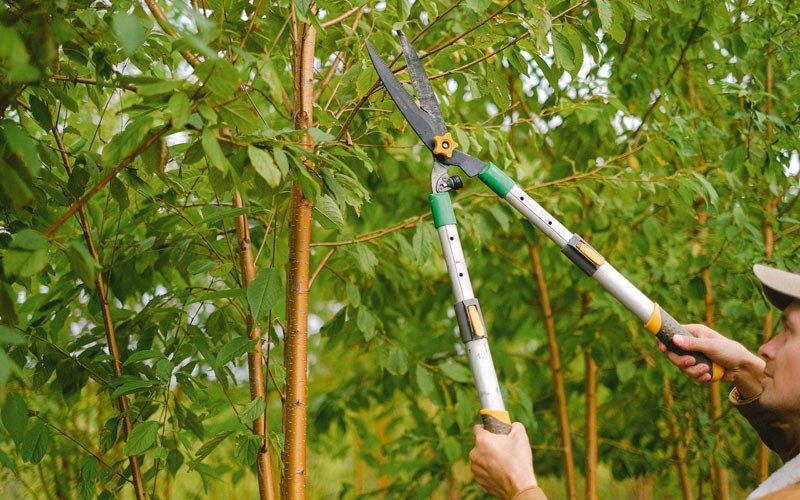 Tree trimming in Cedarville, AR